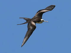 Magnificent Frigatebird