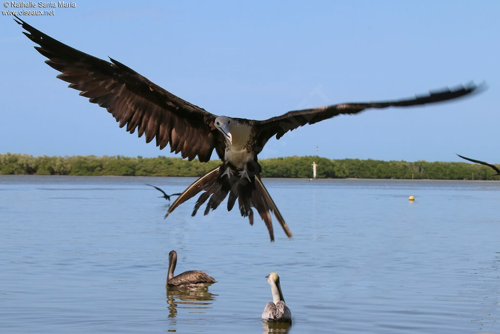 Magnificent Frigatebirdimmature, identification, fishing/hunting