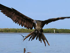 Magnificent Frigatebird