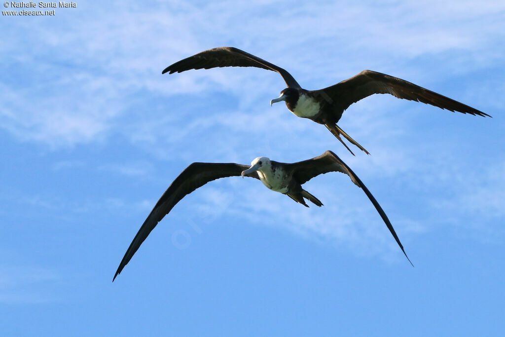 Magnificent Frigatebirdadult, Flight