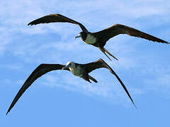 Magnificent Frigatebird