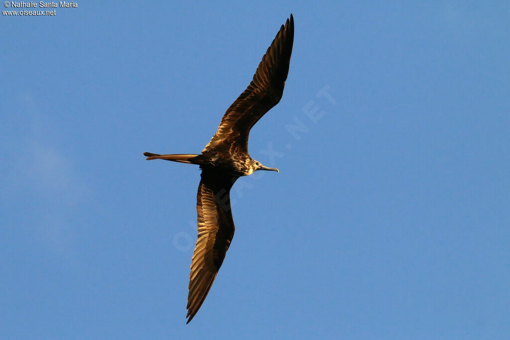 Magnificent Frigatebirdsubadult, Flight