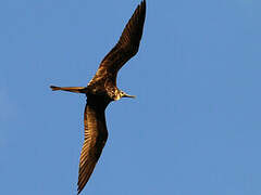 Magnificent Frigatebird