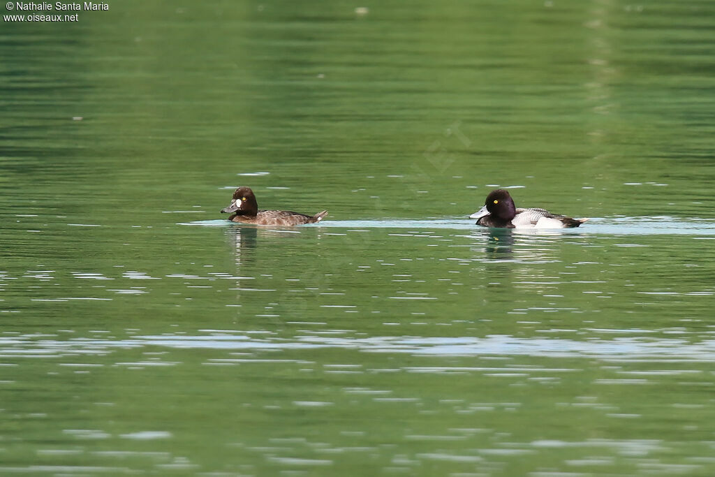 Lesser Scaupadult breeding, habitat, swimming