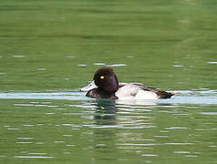 Lesser Scaup