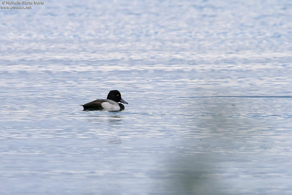 Lesser Scaup male adult breeding, identification, swimming