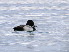 Lesser Scaup