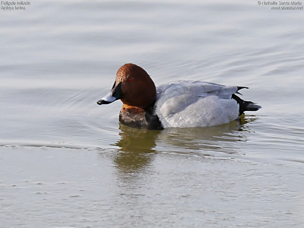 Common Pochard male adult breeding, identification, swimming