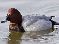 Common Pochard