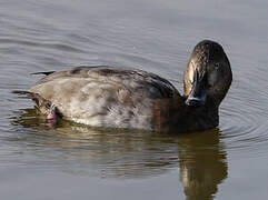 Common Pochard