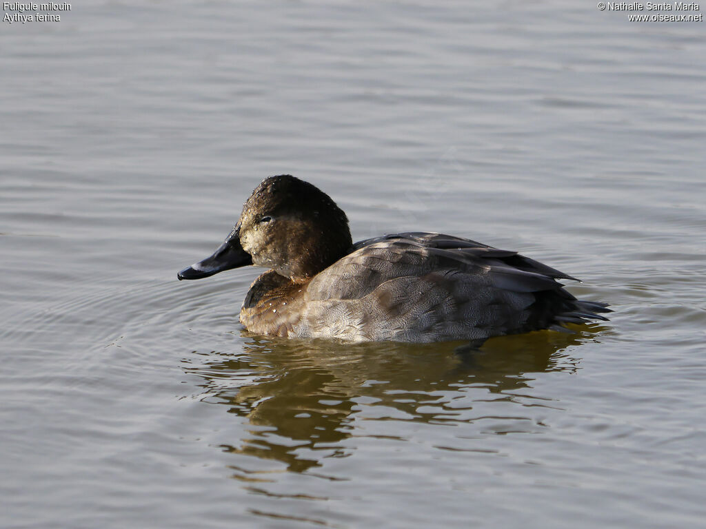 Common Pochard female adult breeding, identification, habitat, swimming