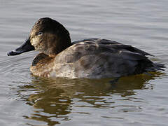 Common Pochard