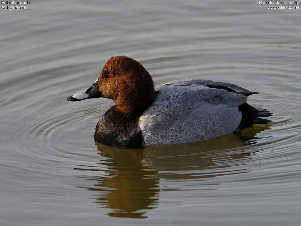 Common Pochard male adult breeding, identification, habitat, swimming