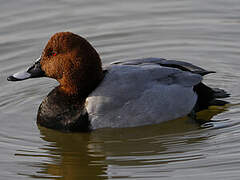 Common Pochard