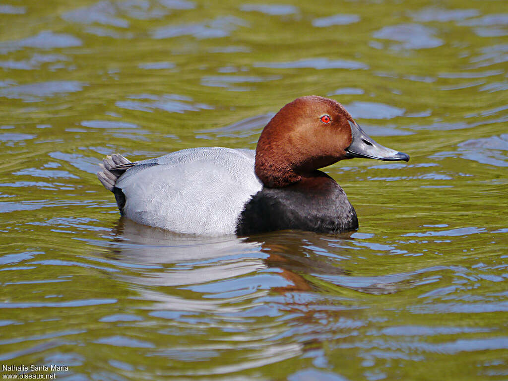 Common Pochard male adult breeding, swimming, Behaviour