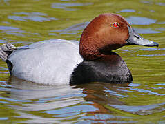 Common Pochard