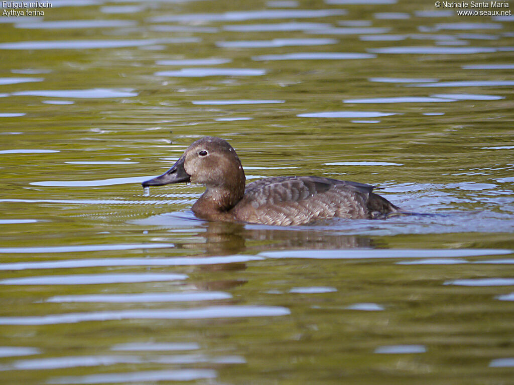 Common Pochard female adult, identification, swimming, Behaviour