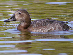 Common Pochard