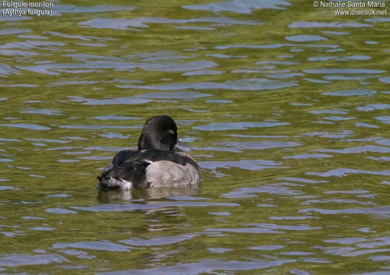 Tufted Duck male adult post breeding, identification, habitat, swimming