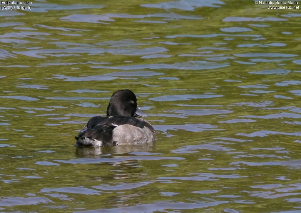 Tufted Duck male adult post breeding, identification, habitat, swimming