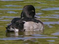 Tufted Duck