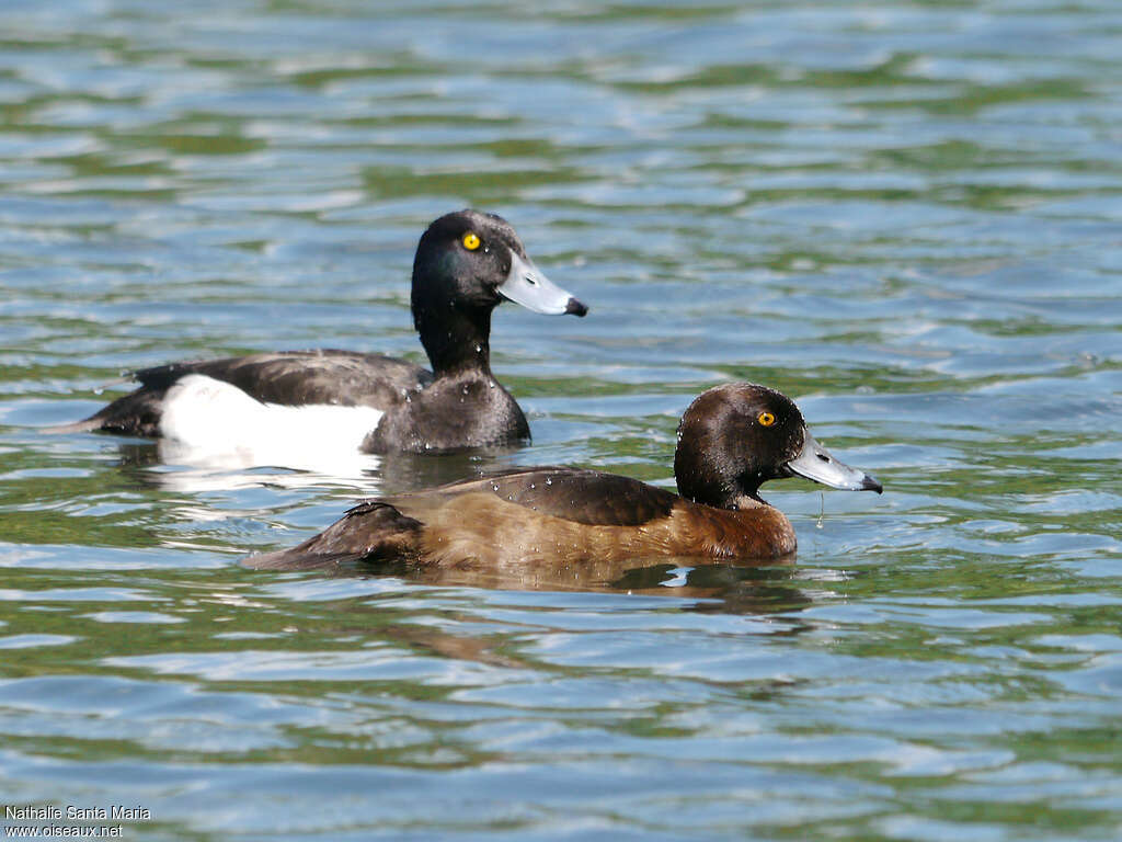 Tufted Duckadult breeding, habitat, swimming