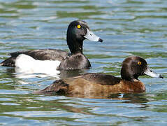 Tufted Duck