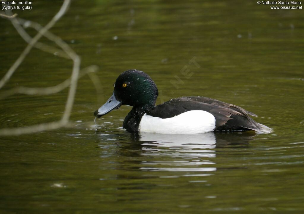 Fuligule morillon mâle adulte nuptial, identification, habitat, nage, pêche/chasse