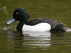 Tufted Duck