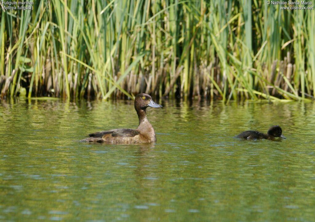 Tufted Duck female adult, identification, habitat, swimming, Reproduction-nesting