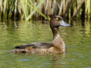 Fuligule morillon