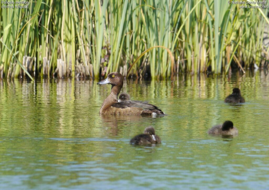 Tufted Duck, identification, habitat, swimming