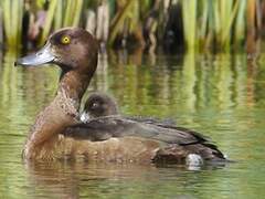 Tufted Duck