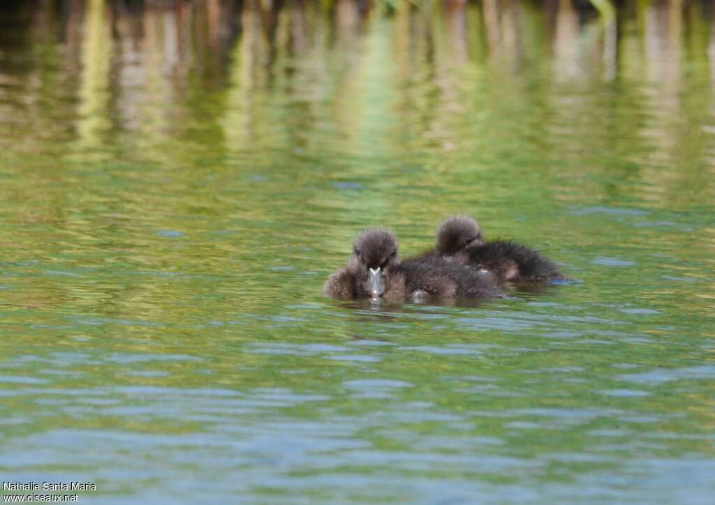 Tufted DuckPoussin, identification, swimming, Behaviour