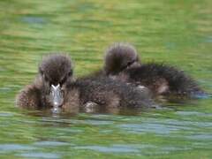 Tufted Duck