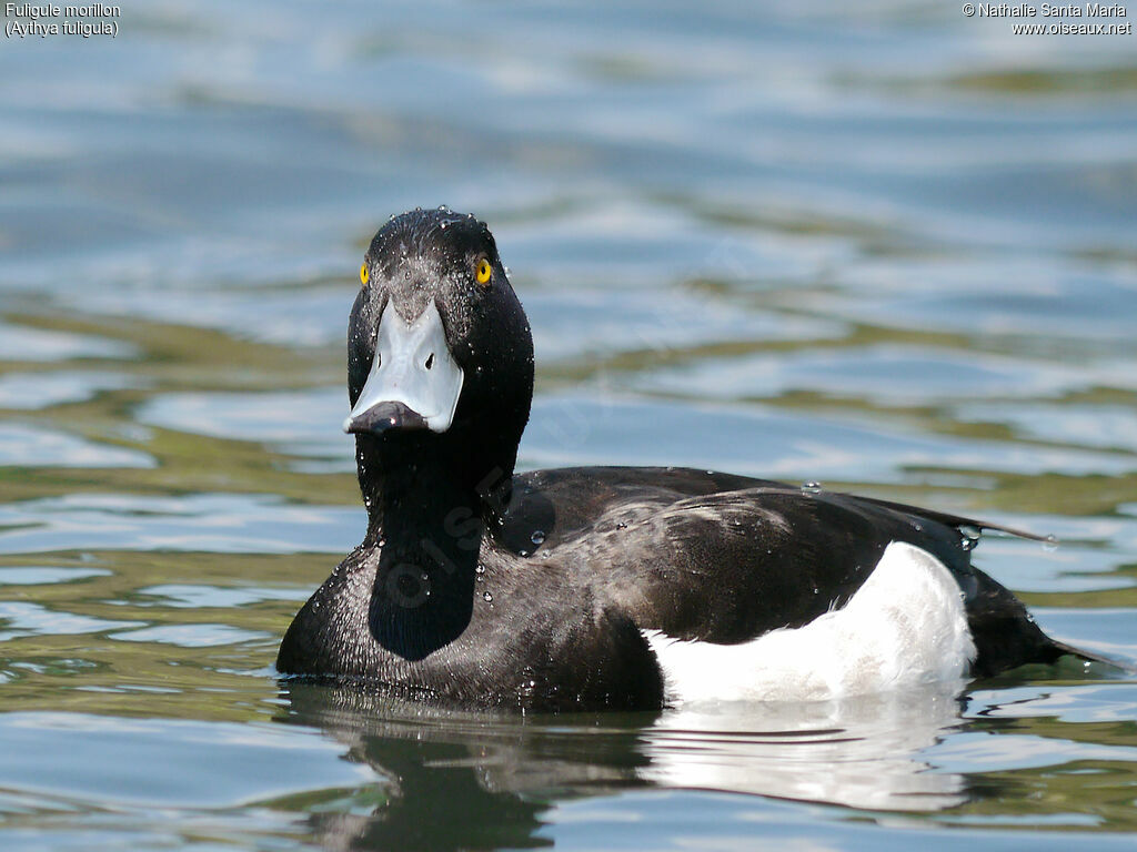 Tufted Duck male adult breeding, identification, close-up portrait, habitat, swimming