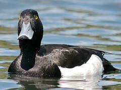 Tufted Duck