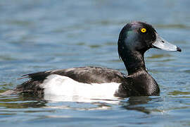 Tufted Duck