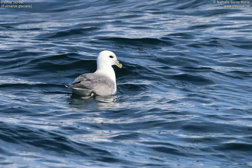 Fulmar boréaladulte, identification, habitat, nage