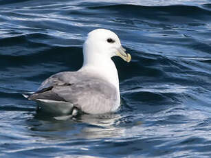 Fulmar boréal