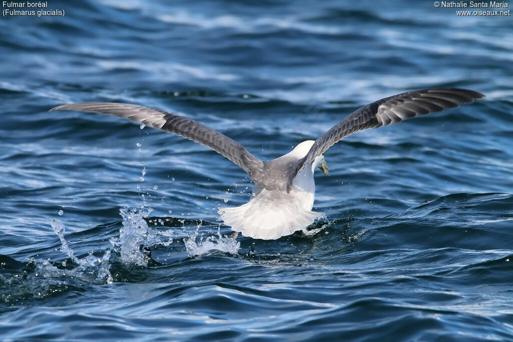 Northern Fulmaradult, identification, Behaviour