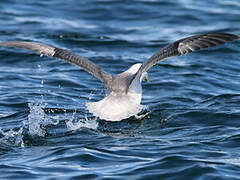 Fulmar boréal