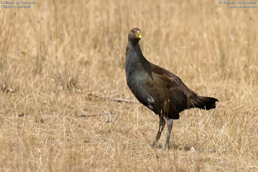 Gallinule de Tasmanieadulte, identification