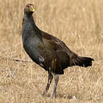 Gallinule de Tasmanie