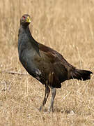 Gallinule de Tasmanie