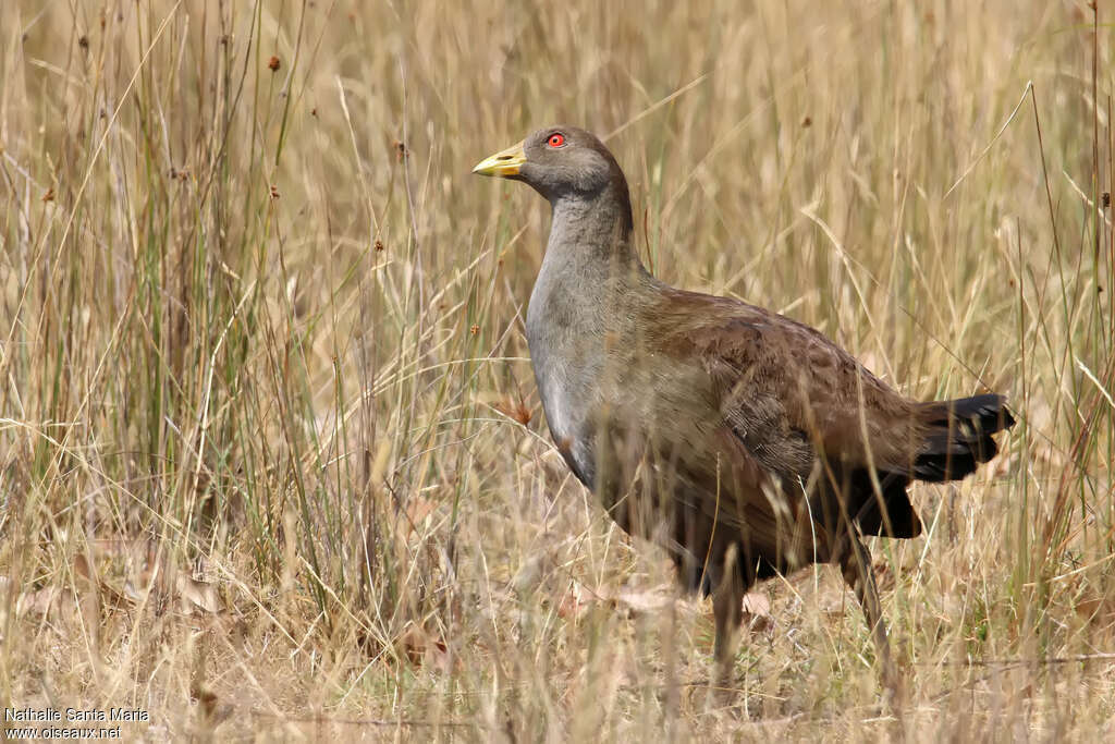 Tasmanian Nativehen, identification, walking