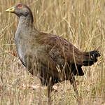 Gallinule de Tasmanie