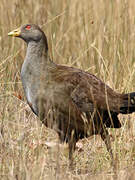 Gallinule de Tasmanie