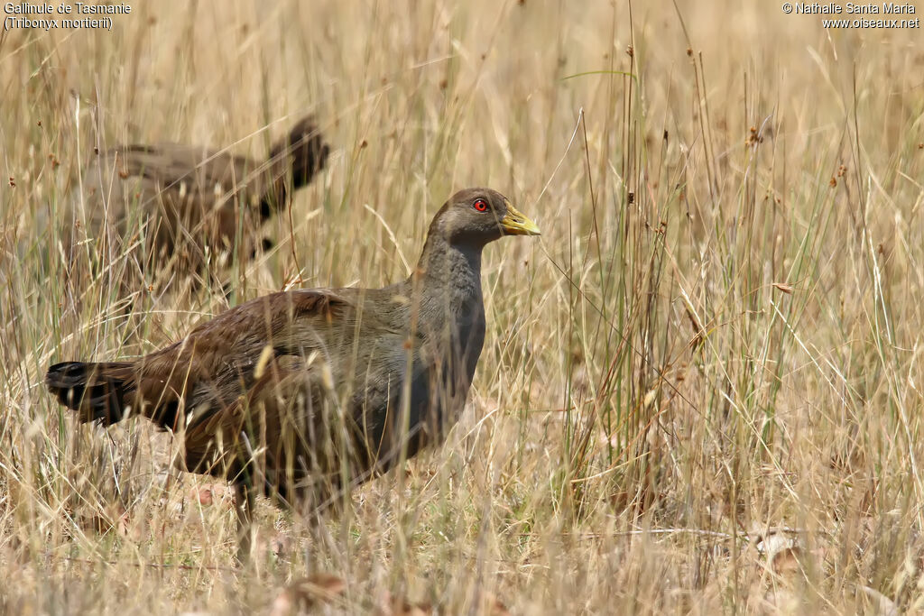 Gallinule de Tasmanieadulte, identification, marche