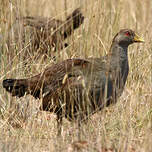 Gallinule de Tasmanie